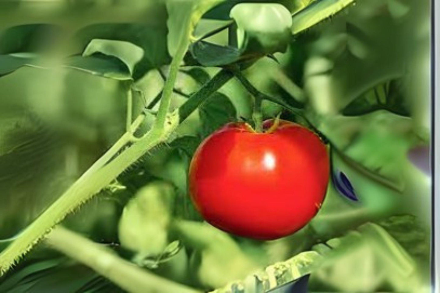 Tomato VR Moscow Seeds: Heirloom Red Garden Vegetable (100mg)