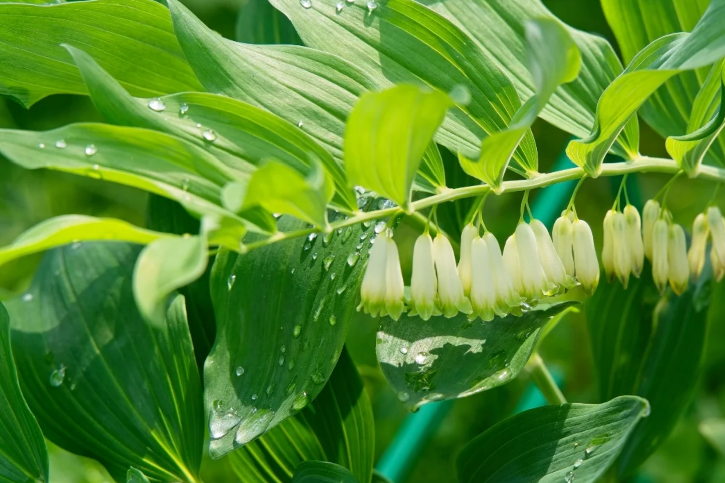 3 True Solomon's Seal Plants, Polygonatum biflorum, Bare Root Perennials, Native Shade-Loving Wildflowers
