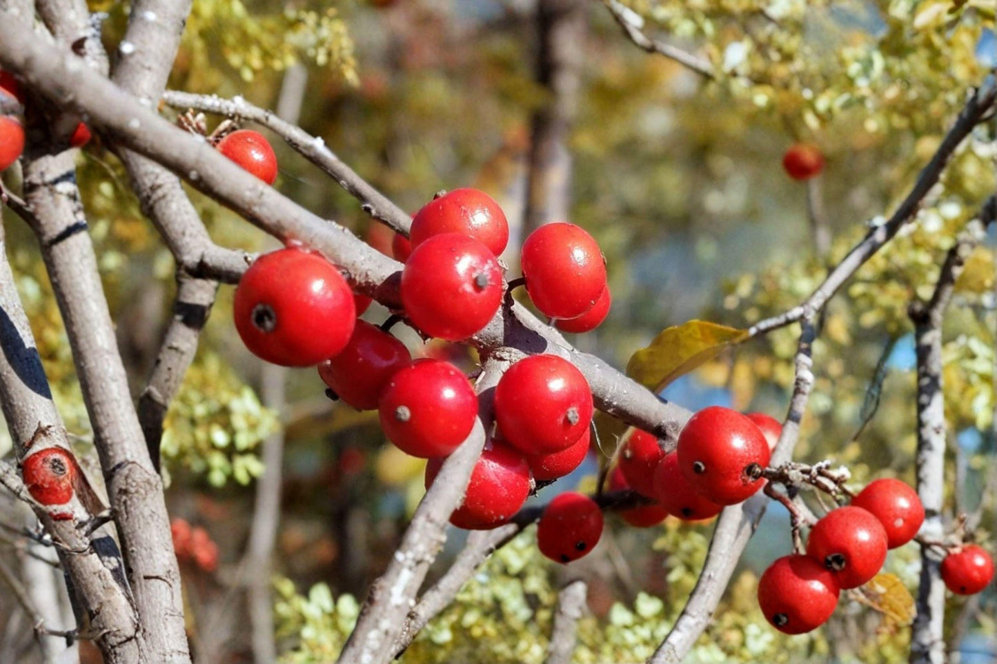 25 Winterberry Holly Seeds – Ilex verticillata – Native Red Berry Shrub – Wildlife Garden