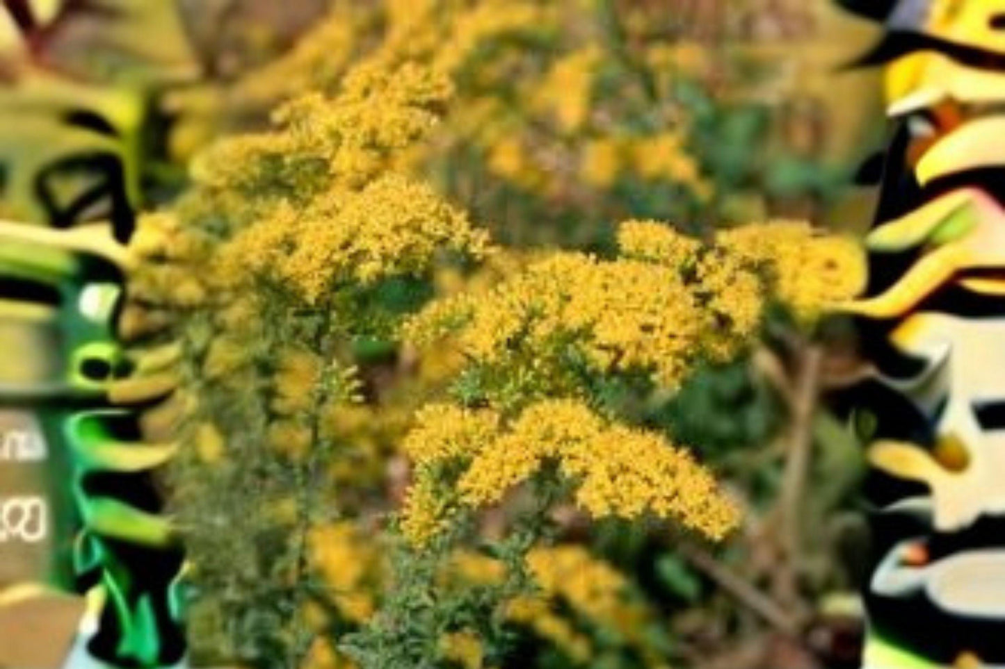 100 seeds Solidago nemoralis Seeds – Old Field Goldenrod, Native Wildflower, Pollinator Perennial