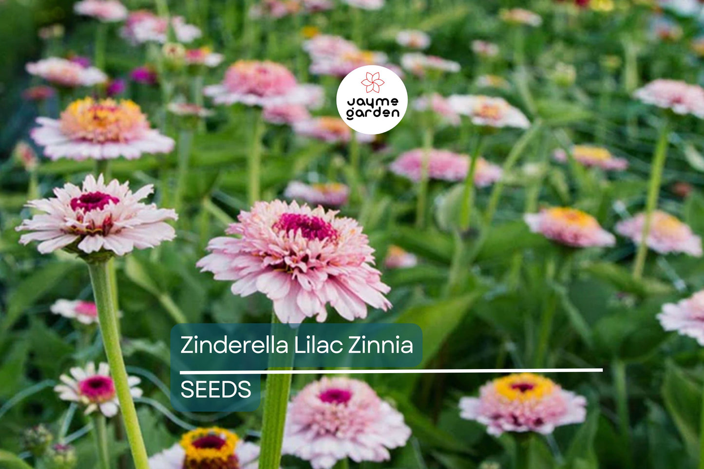 Zinderella Lilac Zinnia Seeds - 100+ Double Bloom Seeds - USA Grown - - Cut Flower Garden - Butterfly Magnet - Easy Grow