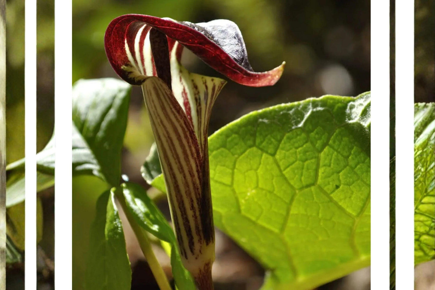 Jack-in-the-Pulpit Seeds β 5 Arisaema triphyllum β Native Woodland Shade Plant β Rare Perennial Flower