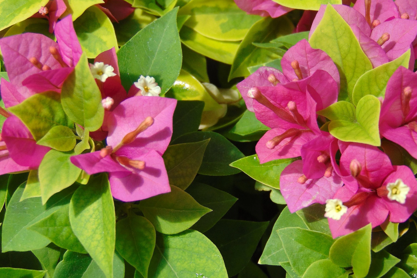 Bougainvillea "˜Fuchsia Pink’ | 7 Live 6" Unrooted Cuttings | Fast-Growing, Drought-Tolerant, Vibrant Blooms, Climbing Vine, Easy-Care