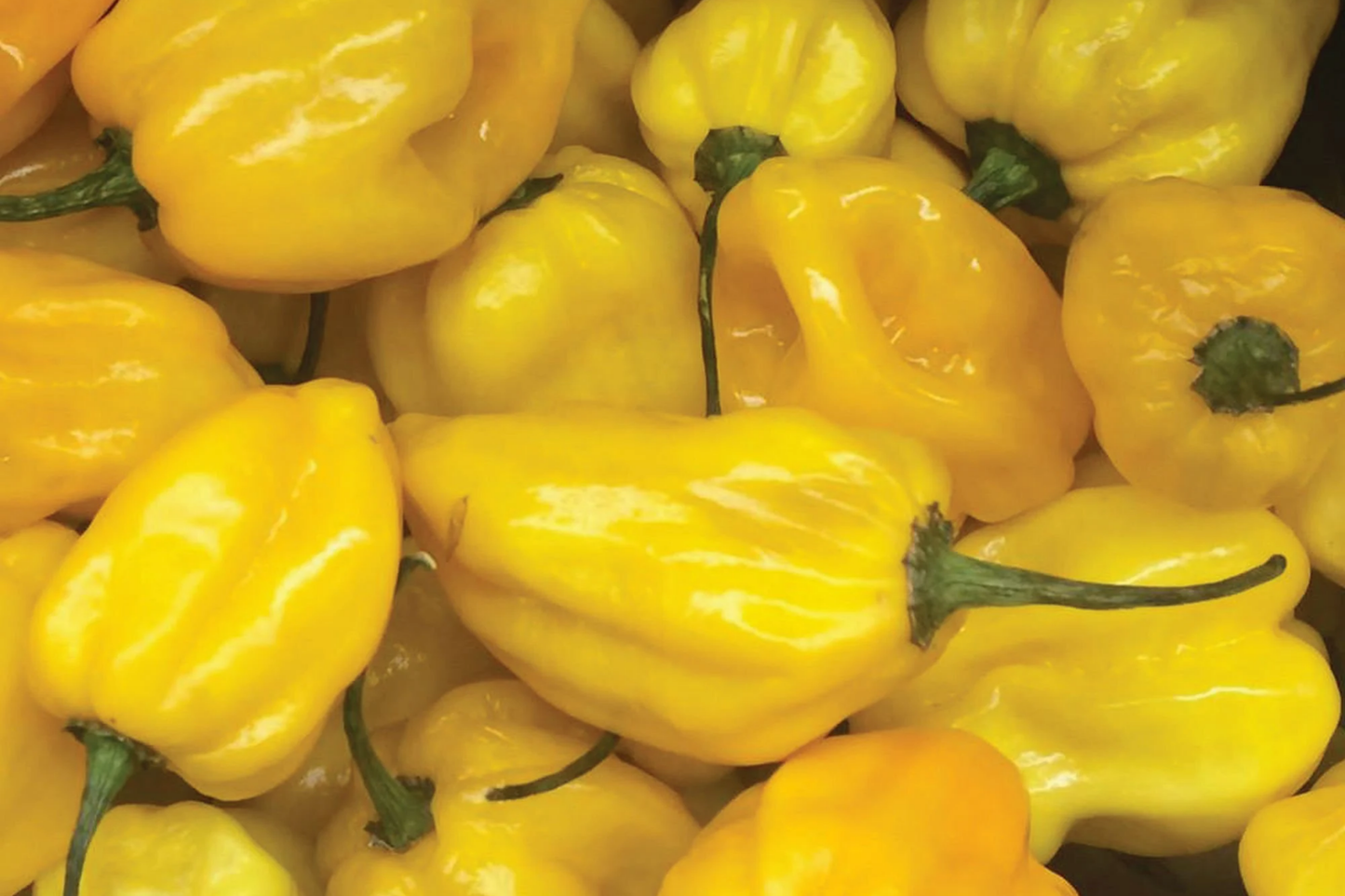 Hot Lemon Habanero Pepper Seeds | Non-GMO Garden Seeds | Capsicum chinense | USA Grown, Free Shipping