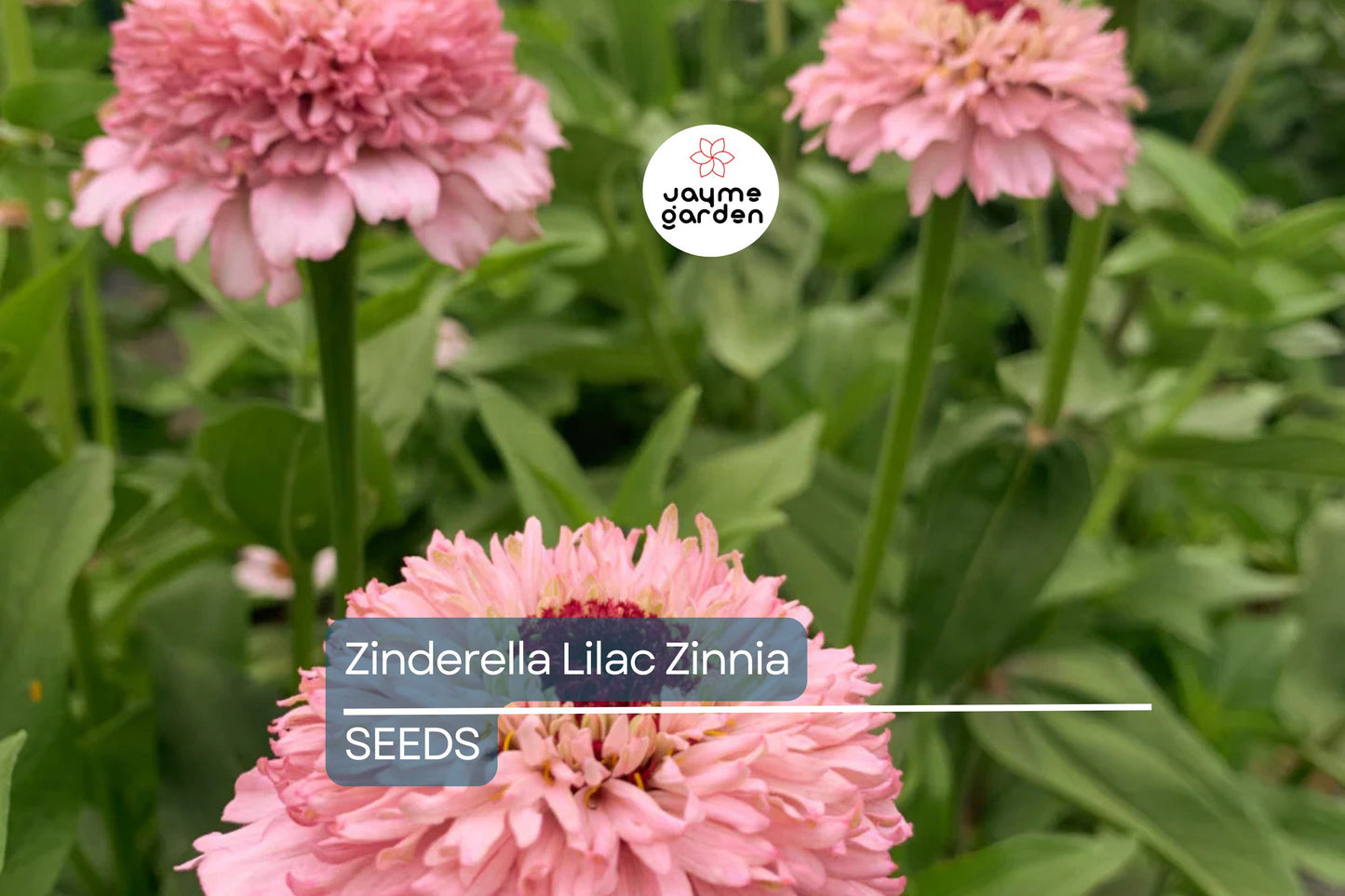Zinderella Lilac Zinnia Seeds - 100+ Double Bloom Seeds - USA Grown - - Cut Flower Garden - Butterfly Magnet - Easy Grow