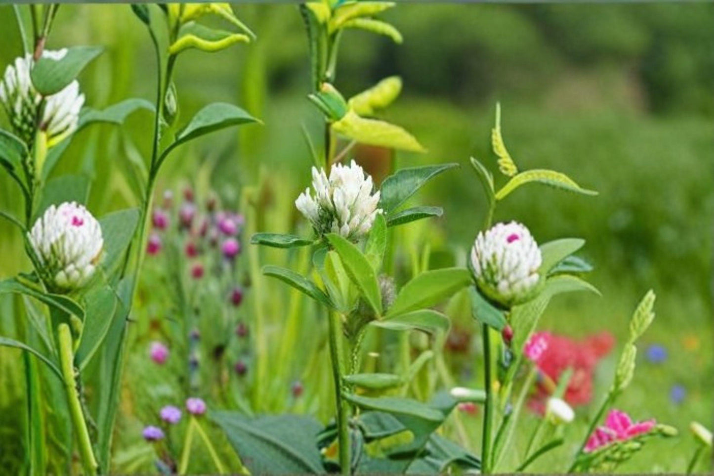 100 Berseem Clover Seeds – Trifolium alexandrinum – Egyptian Clover – Cover Crop – Forage Legume