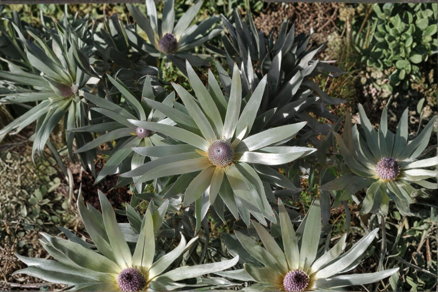 5 Silver Tree Seeds – Leucadendron argenteum – Rare South African Plant – Exotic Evergreen – Collector Seeds