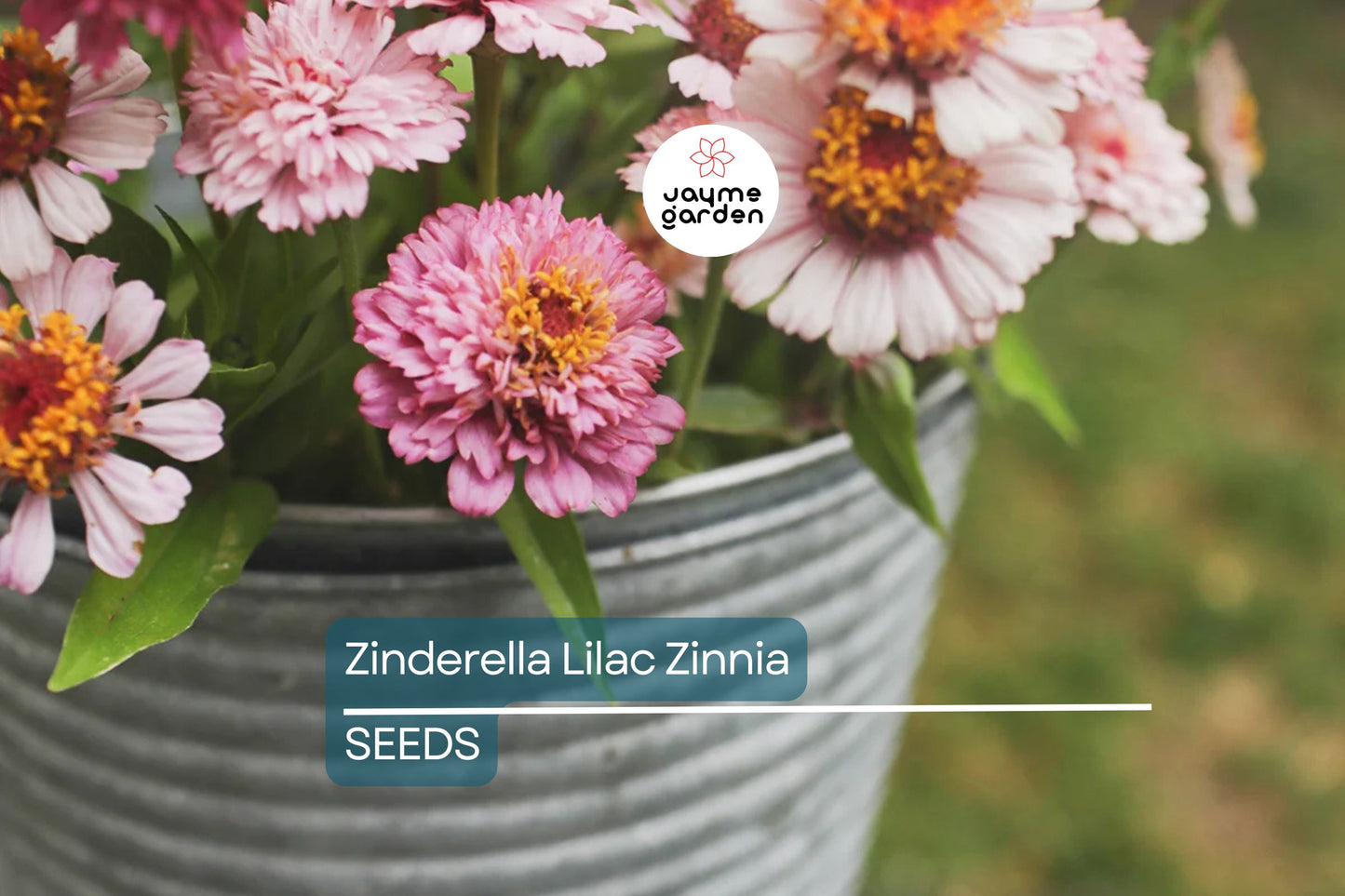 Zinderella Lilac Zinnia Seeds - 100+ Double Bloom Seeds - USA Grown - - Cut Flower Garden - Butterfly Magnet - Easy Grow