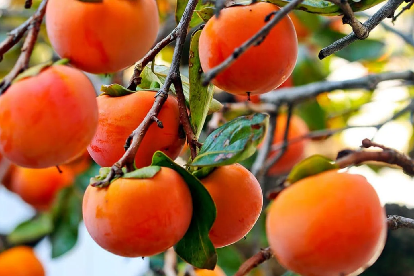 5 Japanese Fuyu Persimmon Unrooted Cuttings, Diospyros kaki, Easy to Grow Sweet Fruit Tree