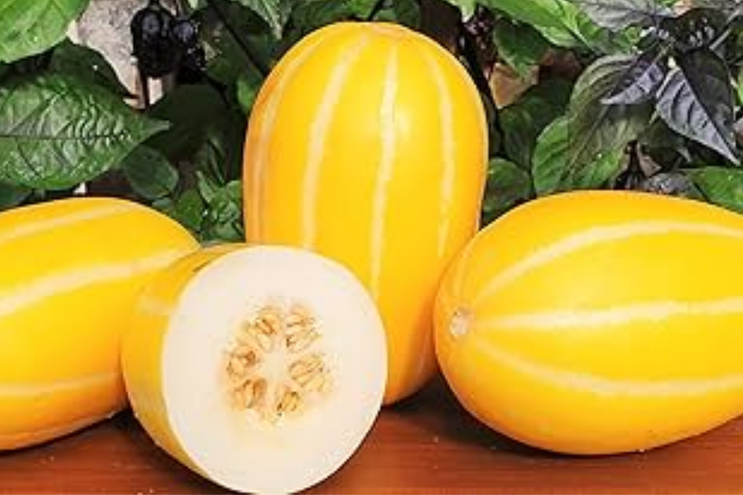 120+ Korean Melon Seeds - Sweet Asian Fruit for Home Garden - Non-GMO Heirloom Summer Melon Variety