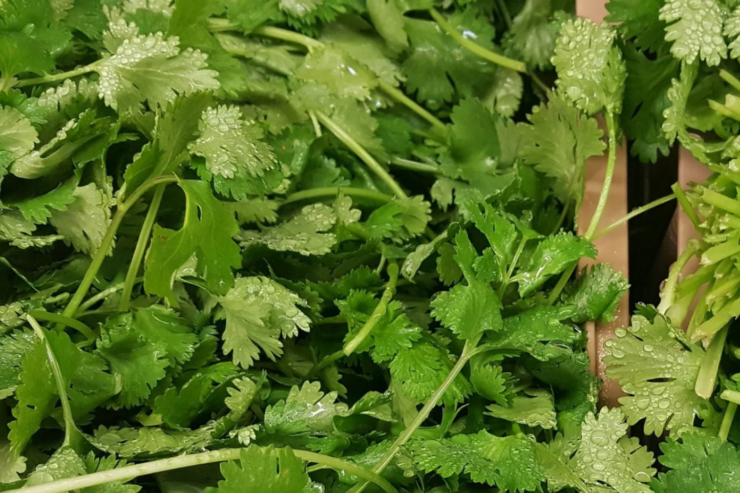 1000pcs Cilantro Seeds for Planting - Heirloom Coriander - Non-GMO Culinary Herb