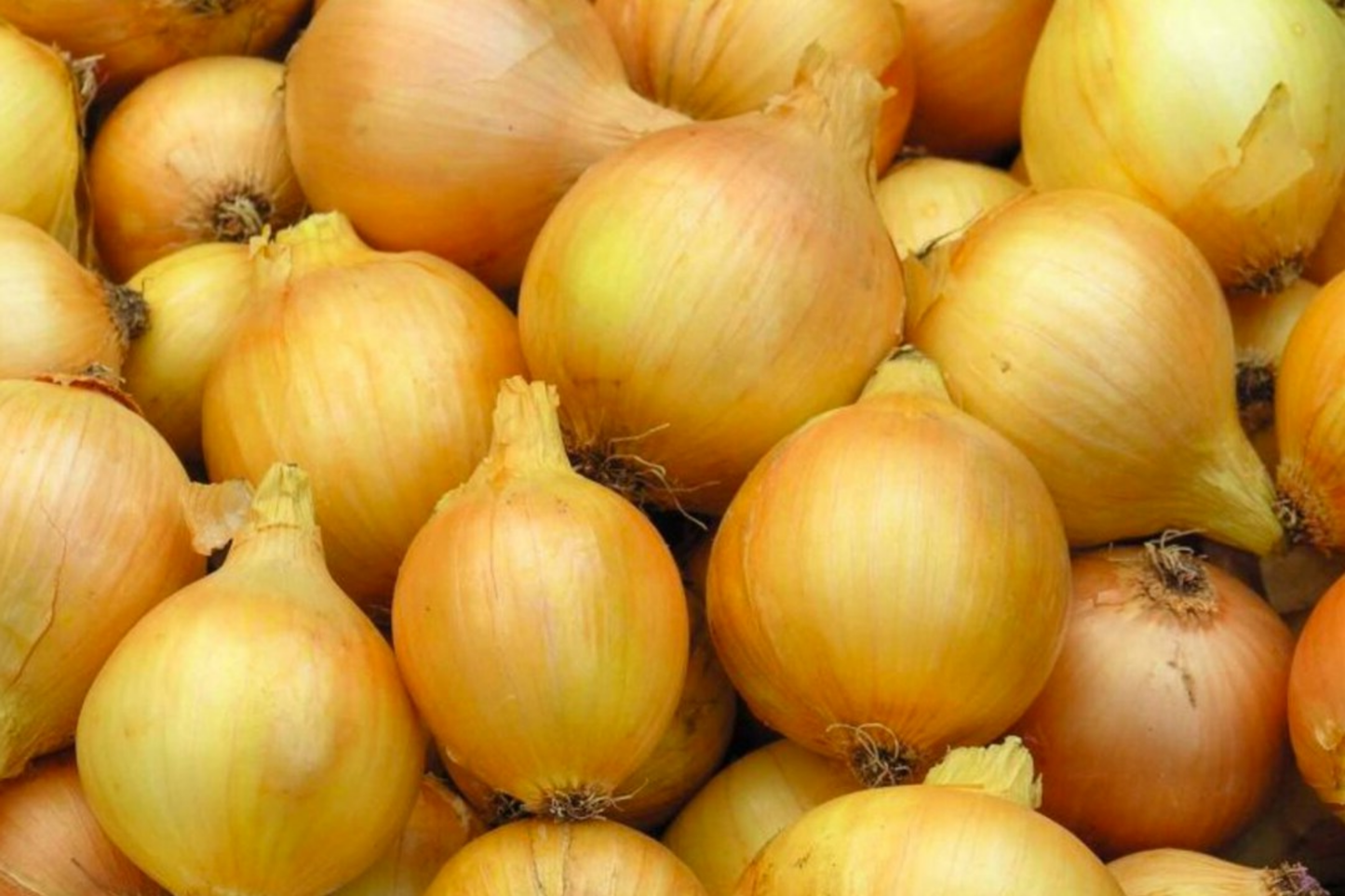250mg Utah Yellow Sweet Spanish Onion Seeds | Allium cepa Vegetable | Mild Flavor, Large Bulbs, Heirloom Garden Favorite