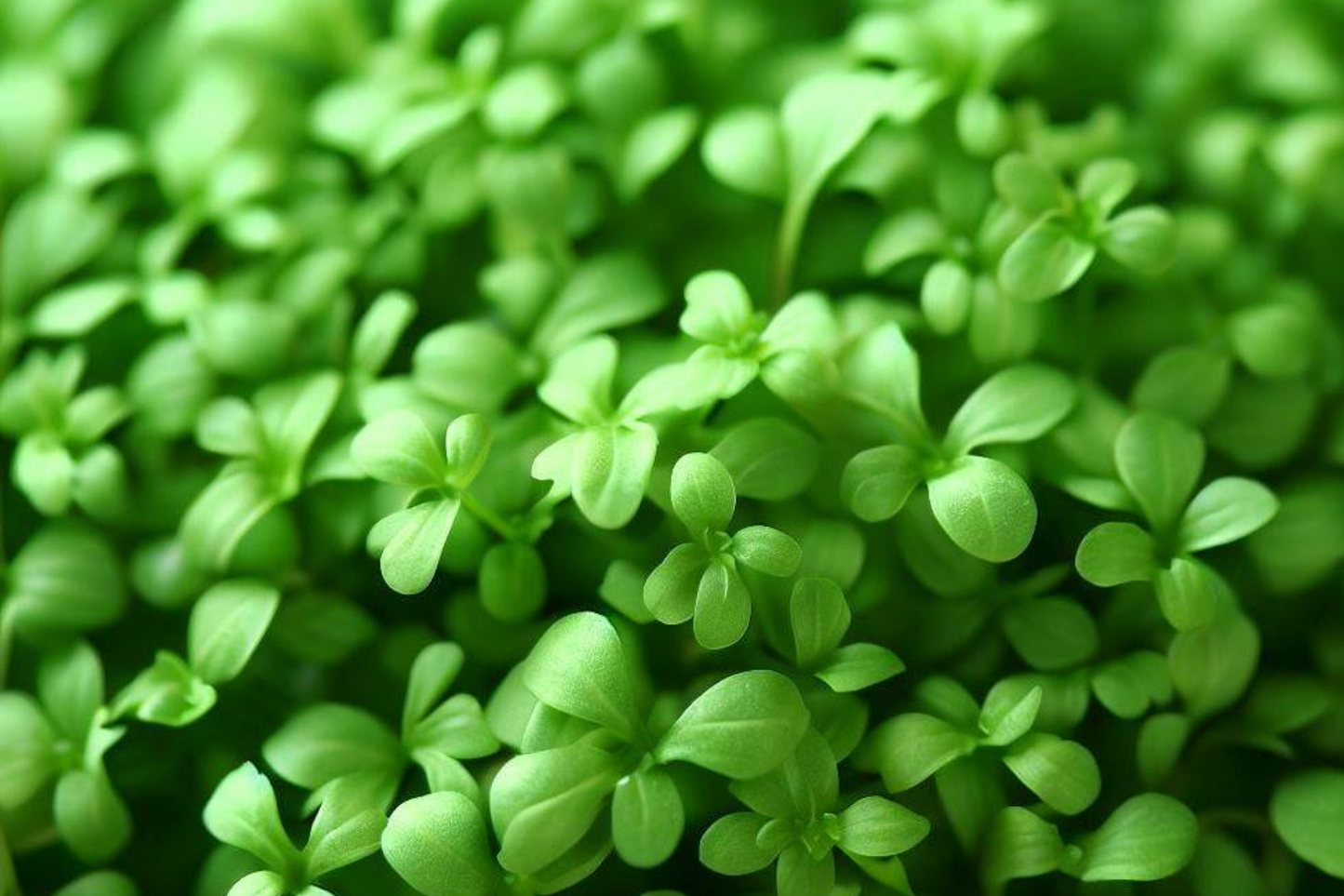 1g Cress Curled Seeds Lepidium sativum | Peppery Garden Cress, Fast-Growing Salad Greens, Heirloom Variet