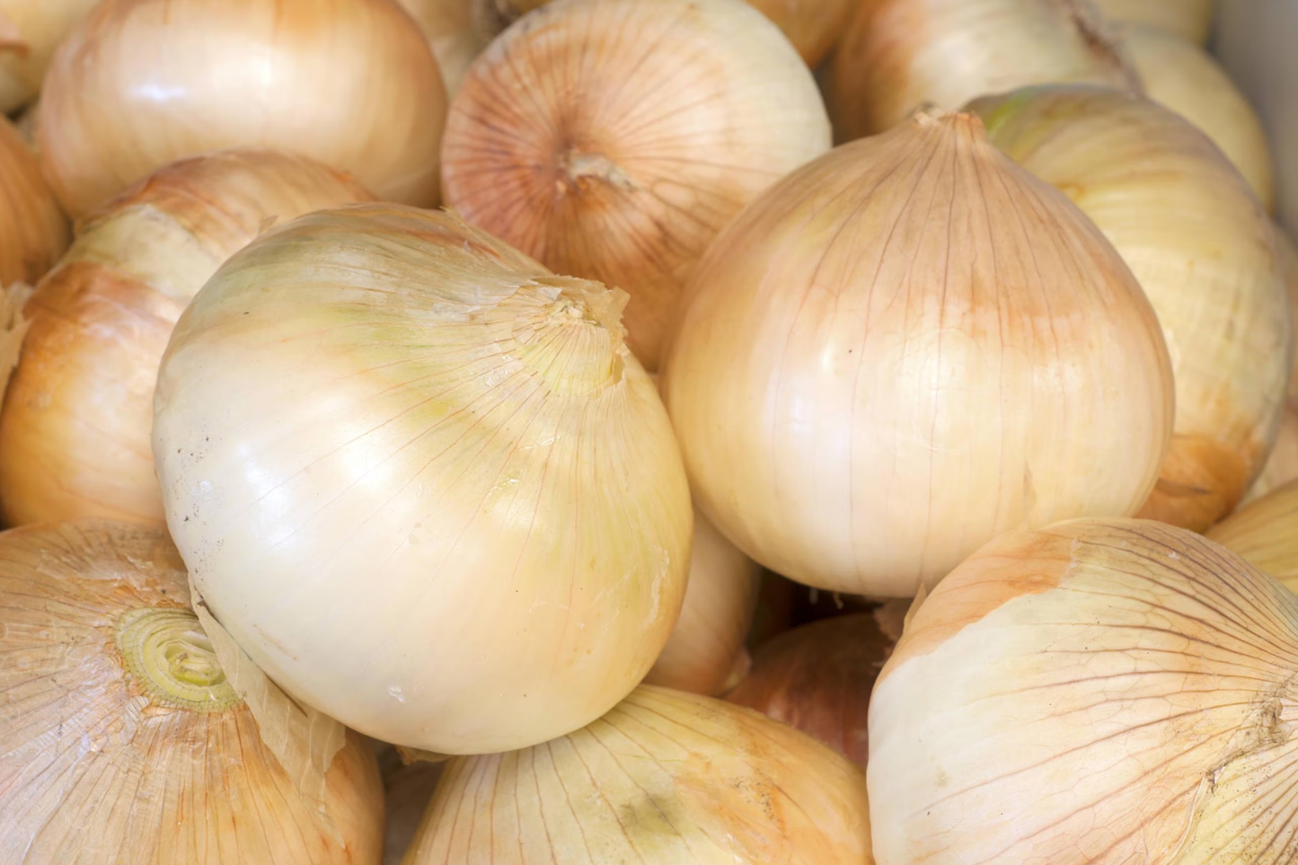250mg Walla Walla Sweet Onion Seeds | Allium cepa Vegetable | Mild, Sweet Flavor, High Yield, Easy to Grow Garden Favorite