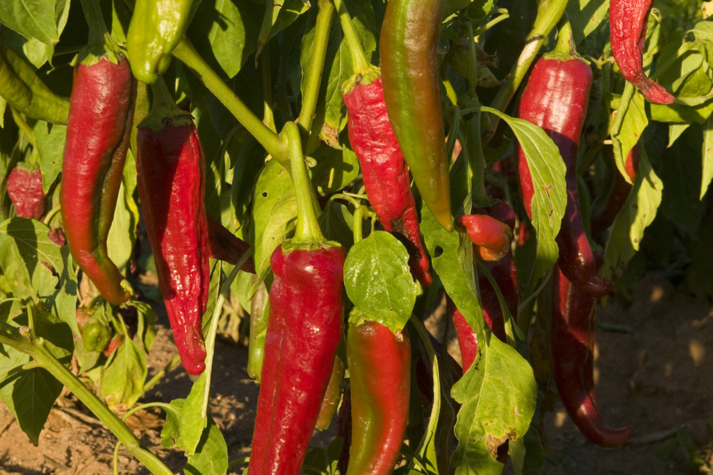 250mg Ms. Junie Hot Pepper Seeds Capsicum annuum | Medium Heat, Unique Flavor, Vibrant Red Peppers, Easy to Grow Chili Variety
