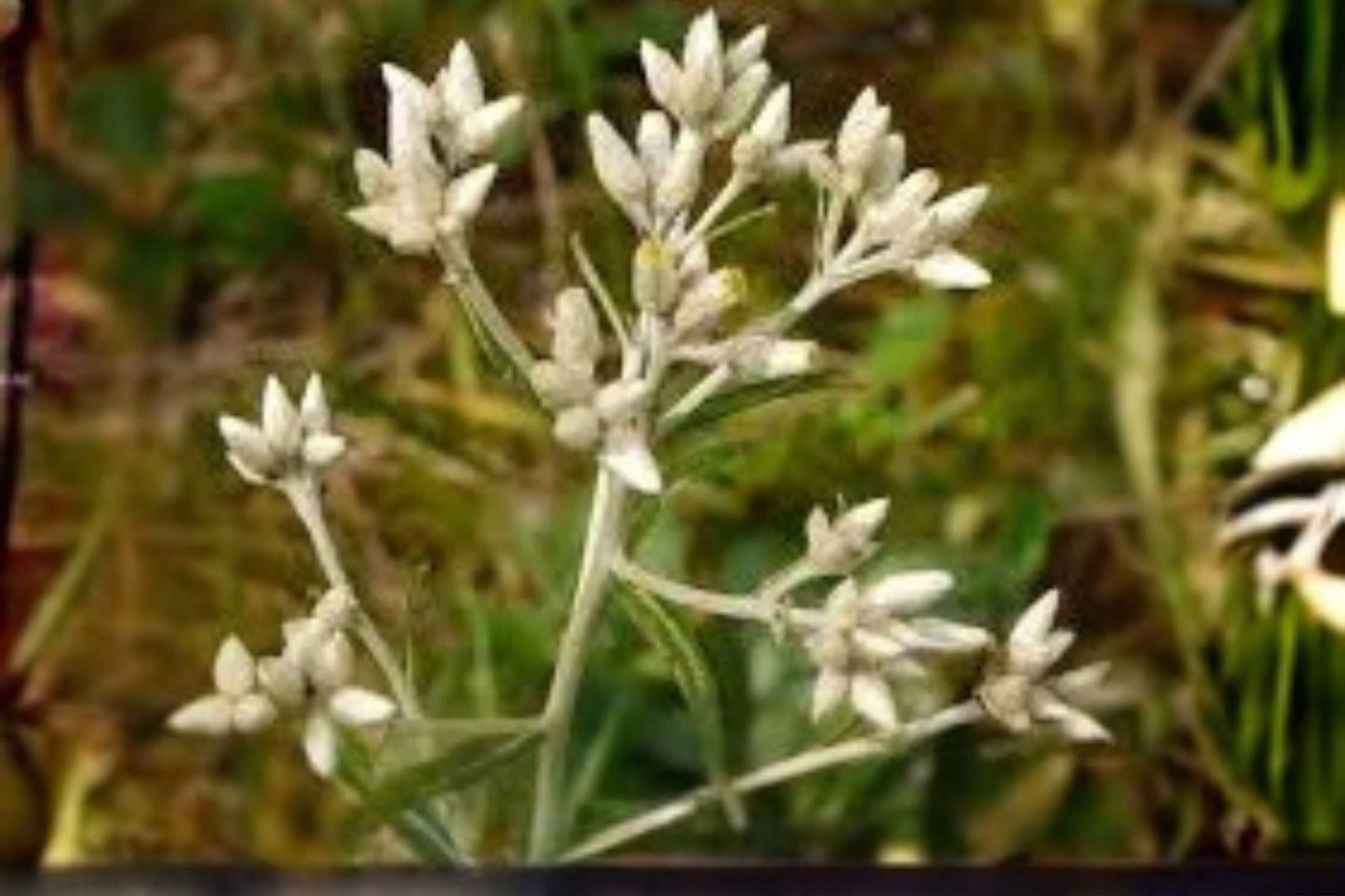 500 Seeds | Pseudognaphalium obtusifolium | Sweet Everlasting | Native Wildflower | Fragrant Dried Flower Plant