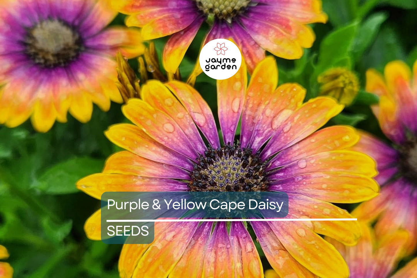 Purple & Yellow Cape Daisy Seeds - 200+ Osteospermum Seeds - USA Grown - - Bicolor Blooms - Drought Tolerant - Butterfly Garden
