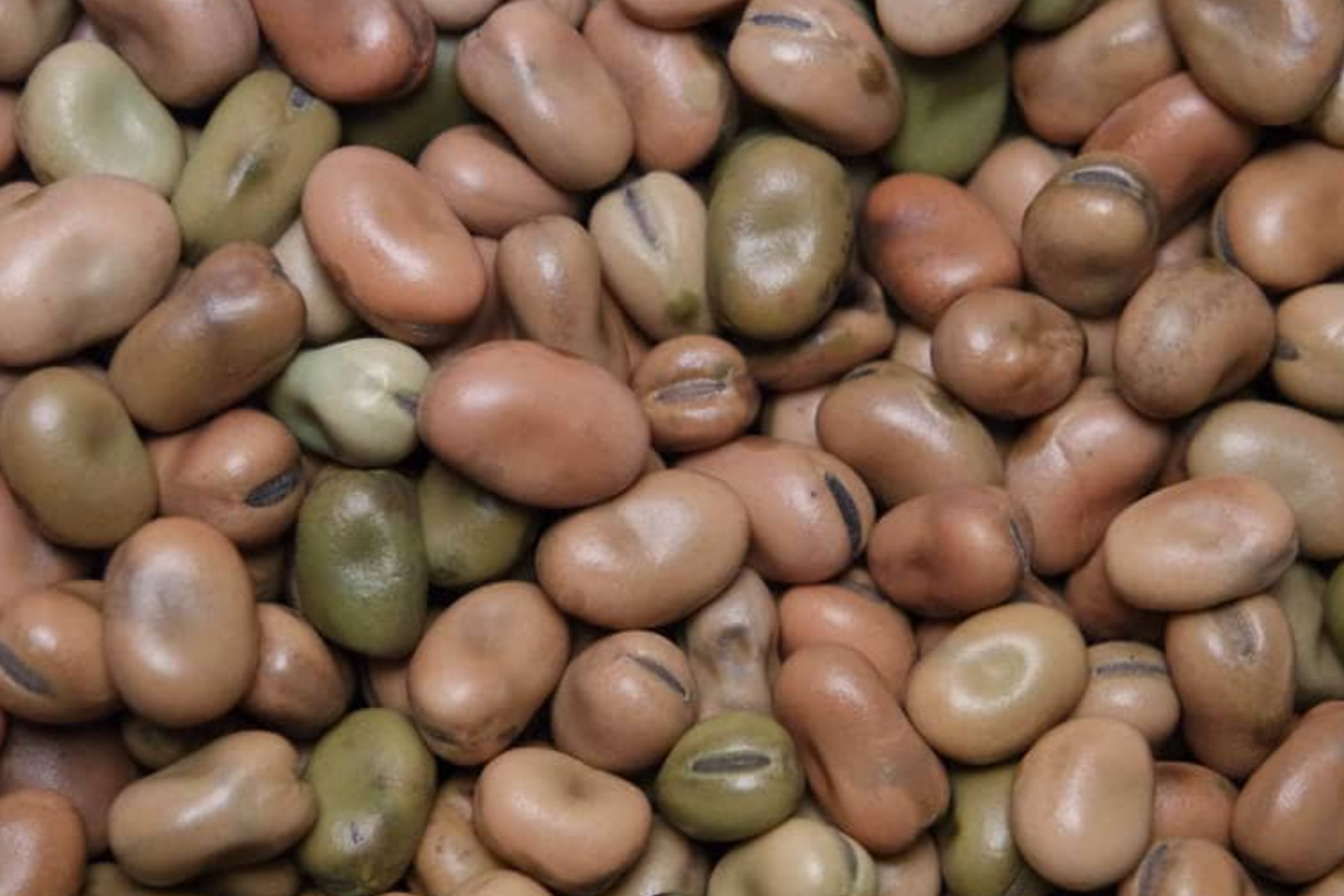 5g Fava Bean Seeds Vicia faba | Heirloom Broad Beans for Planting | Nutritious Cool-Season Vegetable