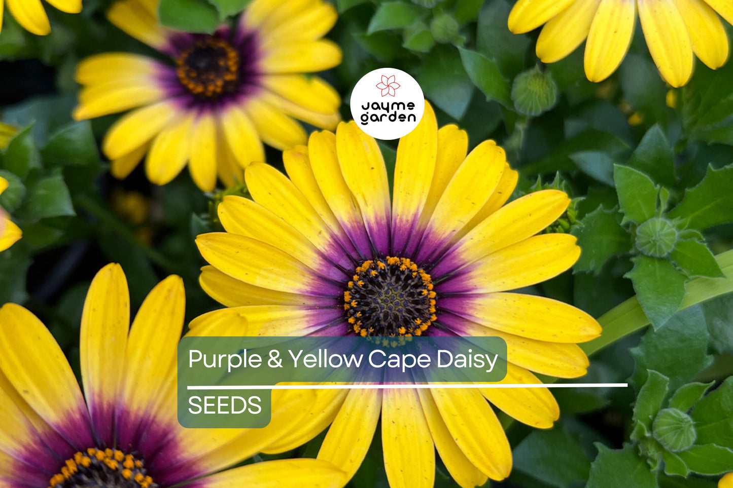 Purple & Yellow Cape Daisy Seeds - 200+ Osteospermum Seeds - USA Grown - - Bicolor Blooms - Drought Tolerant - Butterfly Garden