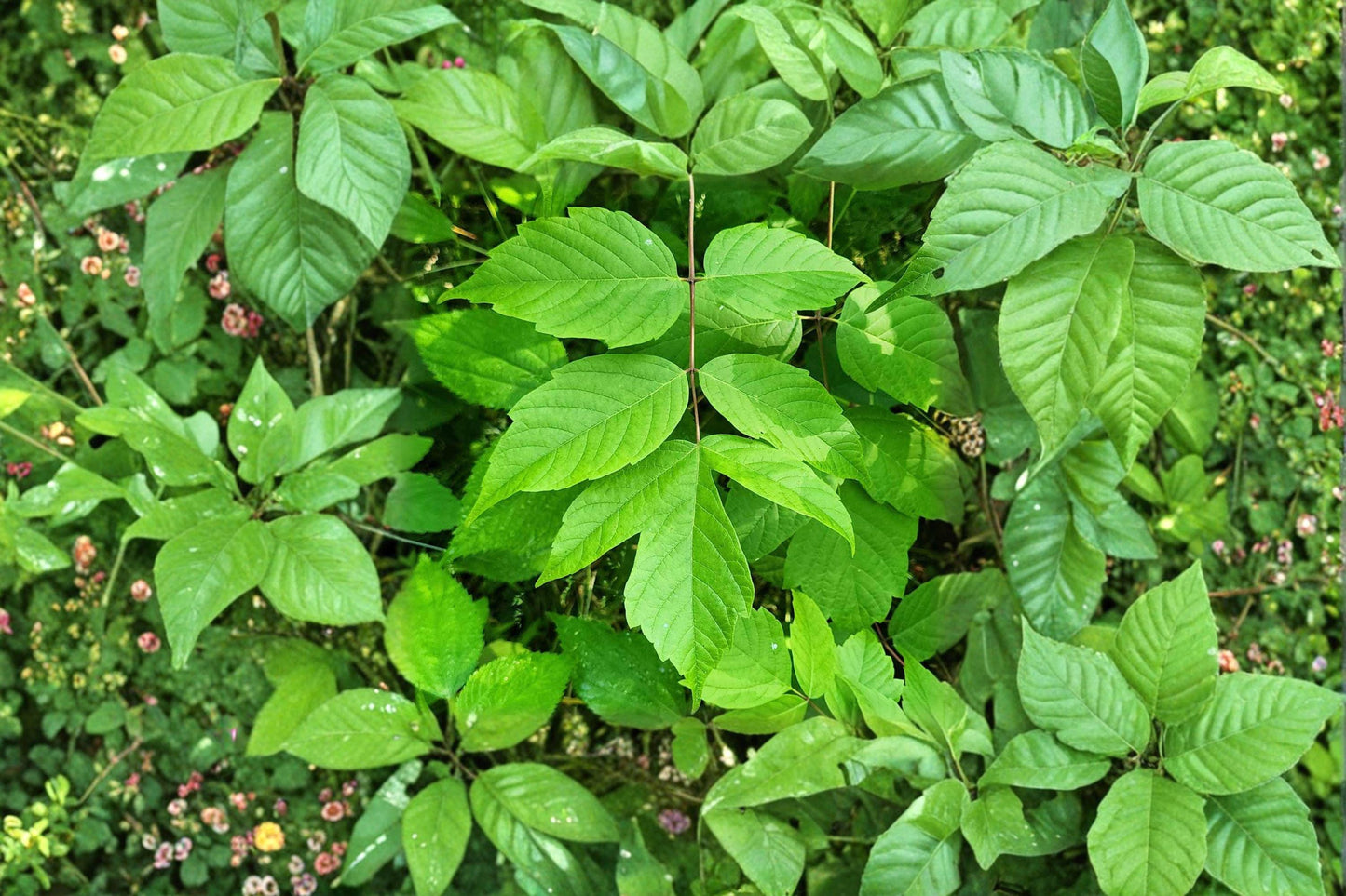 10 Seeds for Planting Acer negundo – Boxelder Maple, Fast-Growing Hardy Shade Tree