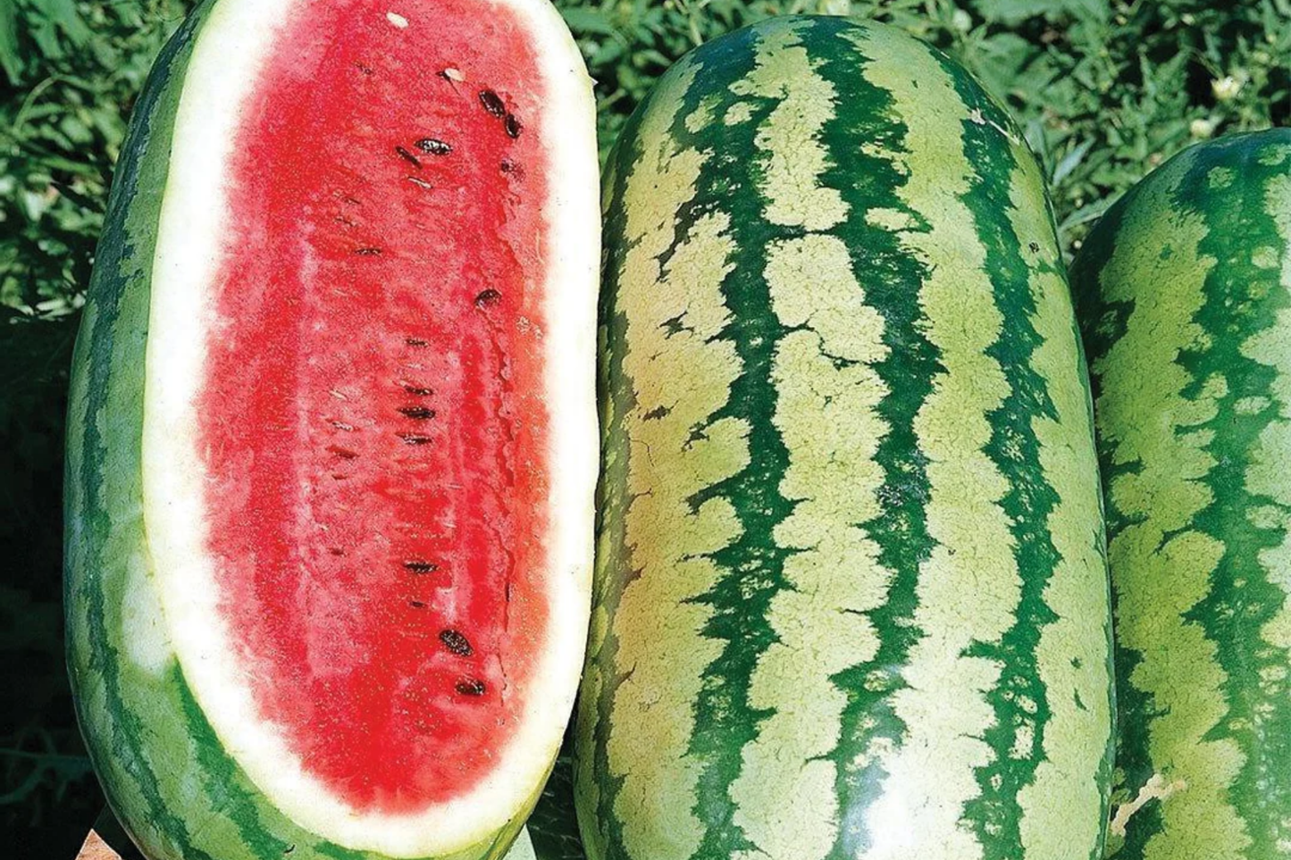 1g Jubilee Watermelon Seeds Citrullus lanatus | Heirloom, Sweet Juicy Melons, Non-GMO, Easy Growing, High Yield, Summer Favorite
