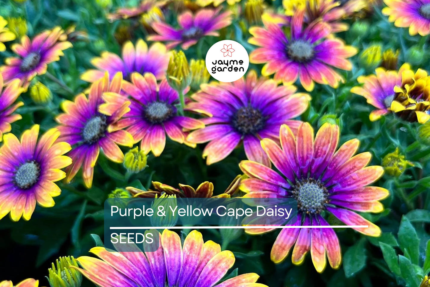 Purple & Yellow Cape Daisy Seeds - 200+ Osteospermum Seeds - USA Grown - - Bicolor Blooms - Drought Tolerant - Butterfly Garden