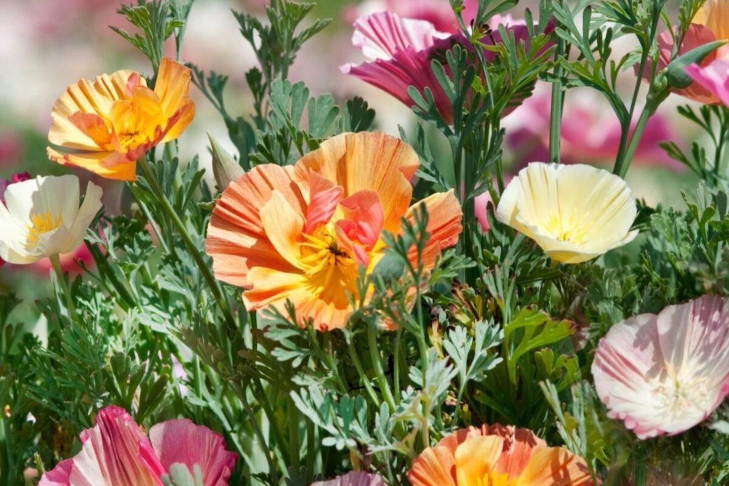 Ballerina Mix California Poppy Seeds | Multicolor Blooms | Drought Tolerant | Attracts Pollinators | 55 Days |