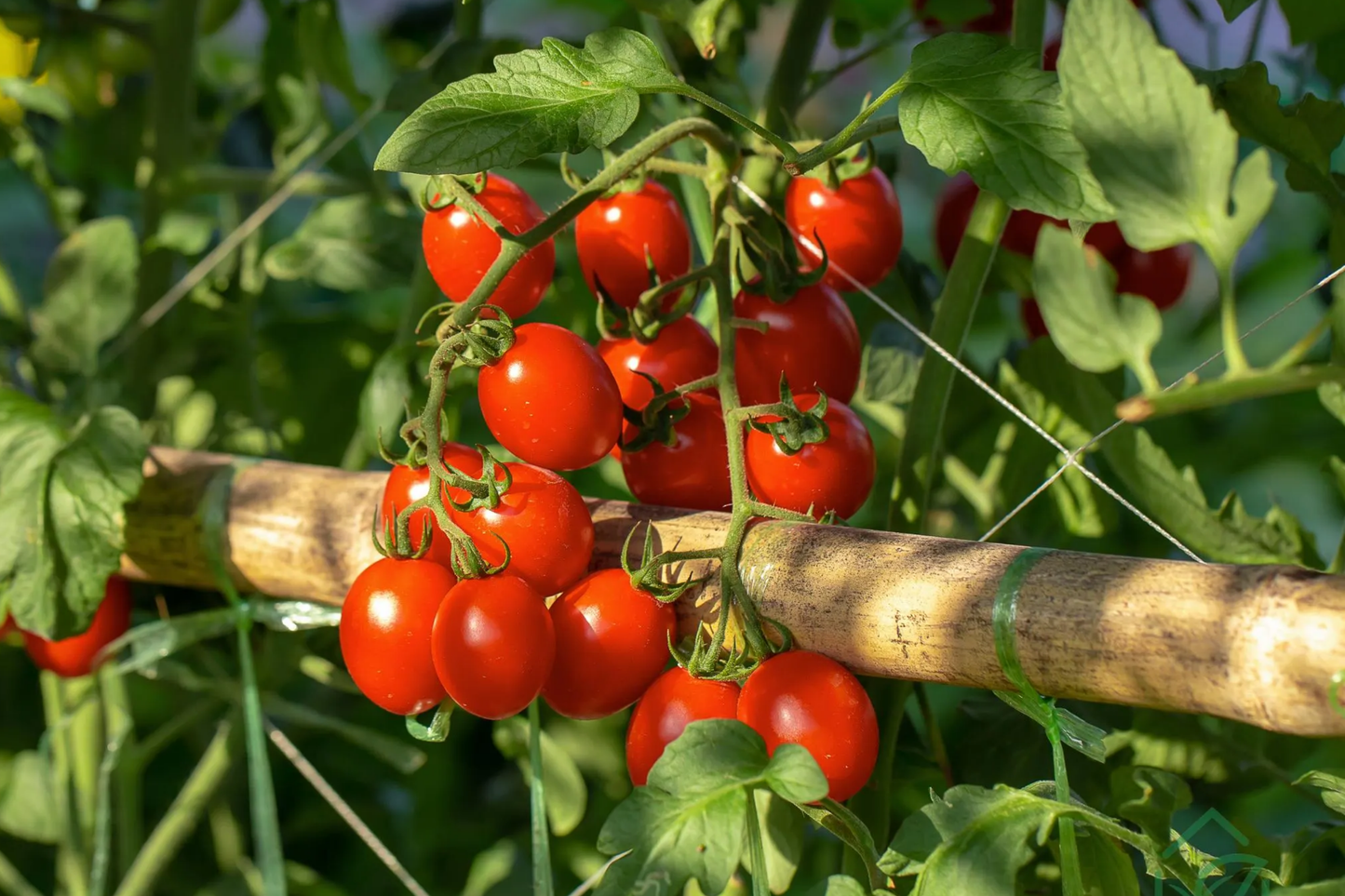 100mg Tomato Red Cherry Seeds Solanum lycopersicum | Heirloom, Juicy Sweet Snack, Non-GMO Vegetable for Salads, Garnishes, & Fresh Eating