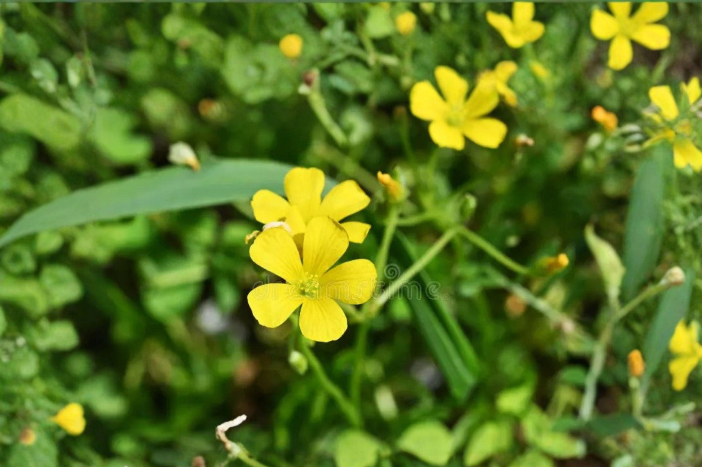 10 Chilean Yellow Clover Seeds – Oxalis valdiviensis – Yellow Sorrel Plant