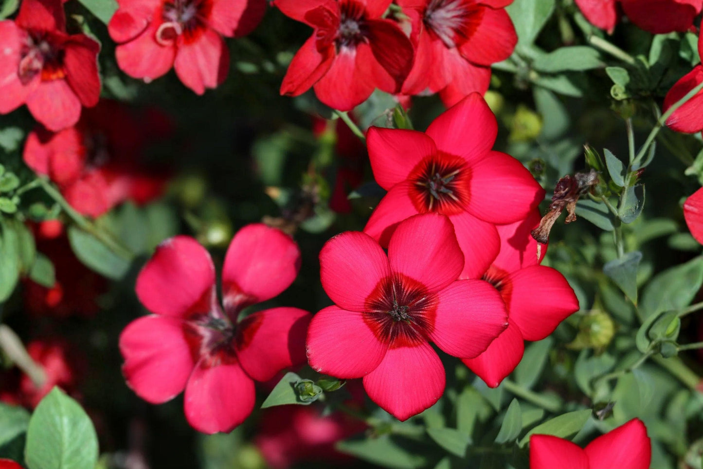 100 Scarlet Flax Seeds – Linum grandiflorum rubrum – Red Wildflower – Annual Flower – Garden Bloom