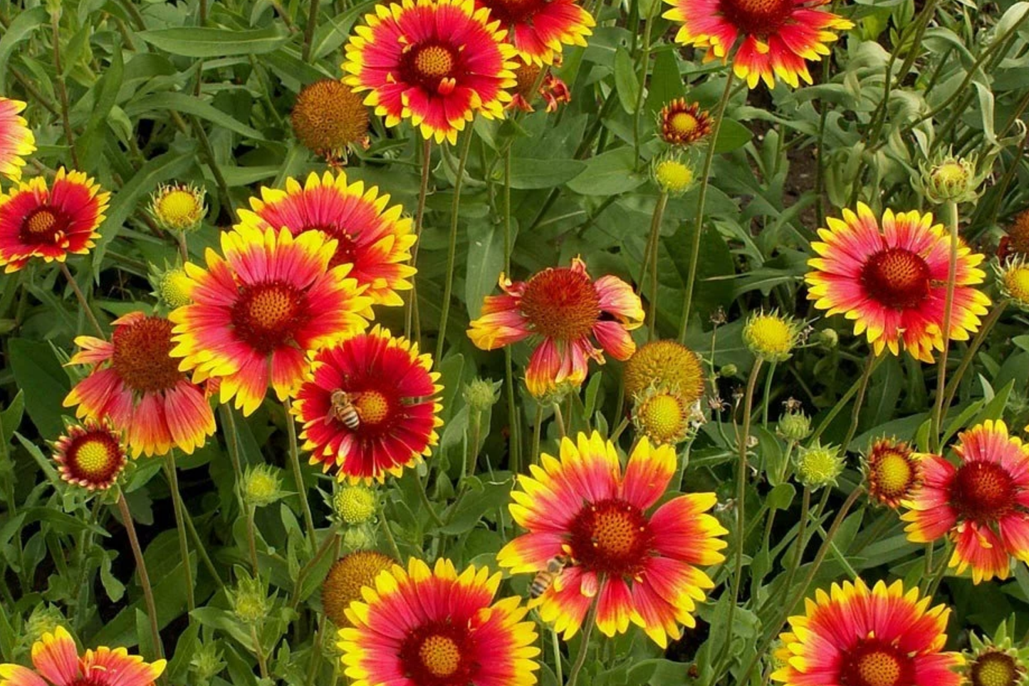 Blanket Flower Seeds - 200 Seeds - Aristata Mix - Gaillardia aristata - Colorful Garden Bloom Annual Seeds