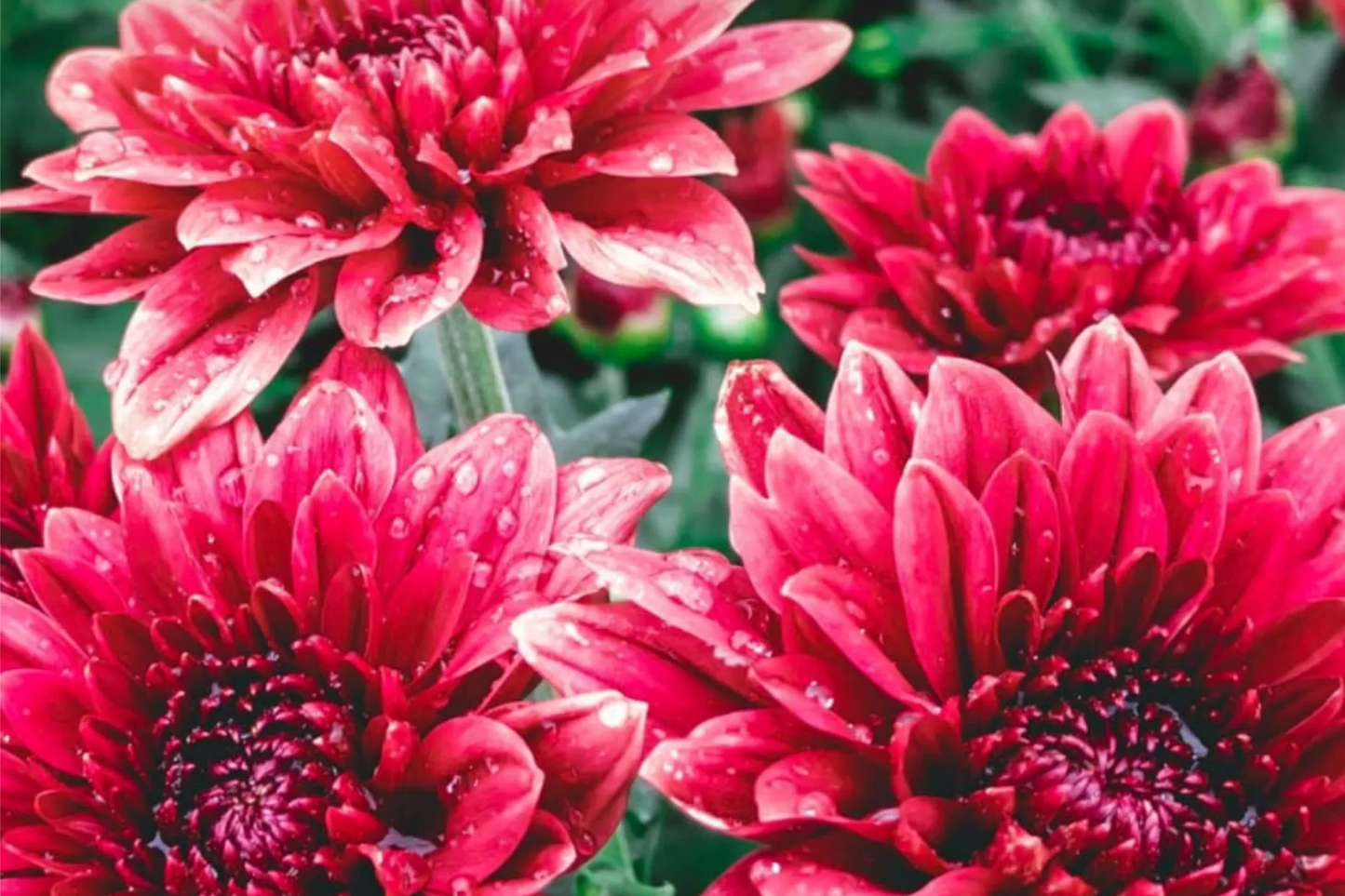 Chrysanthemum Seeds, 200+ Seeds, Ayslee Pink Mum, Annual Flower Seeds, Chrysanthemum morifolium
