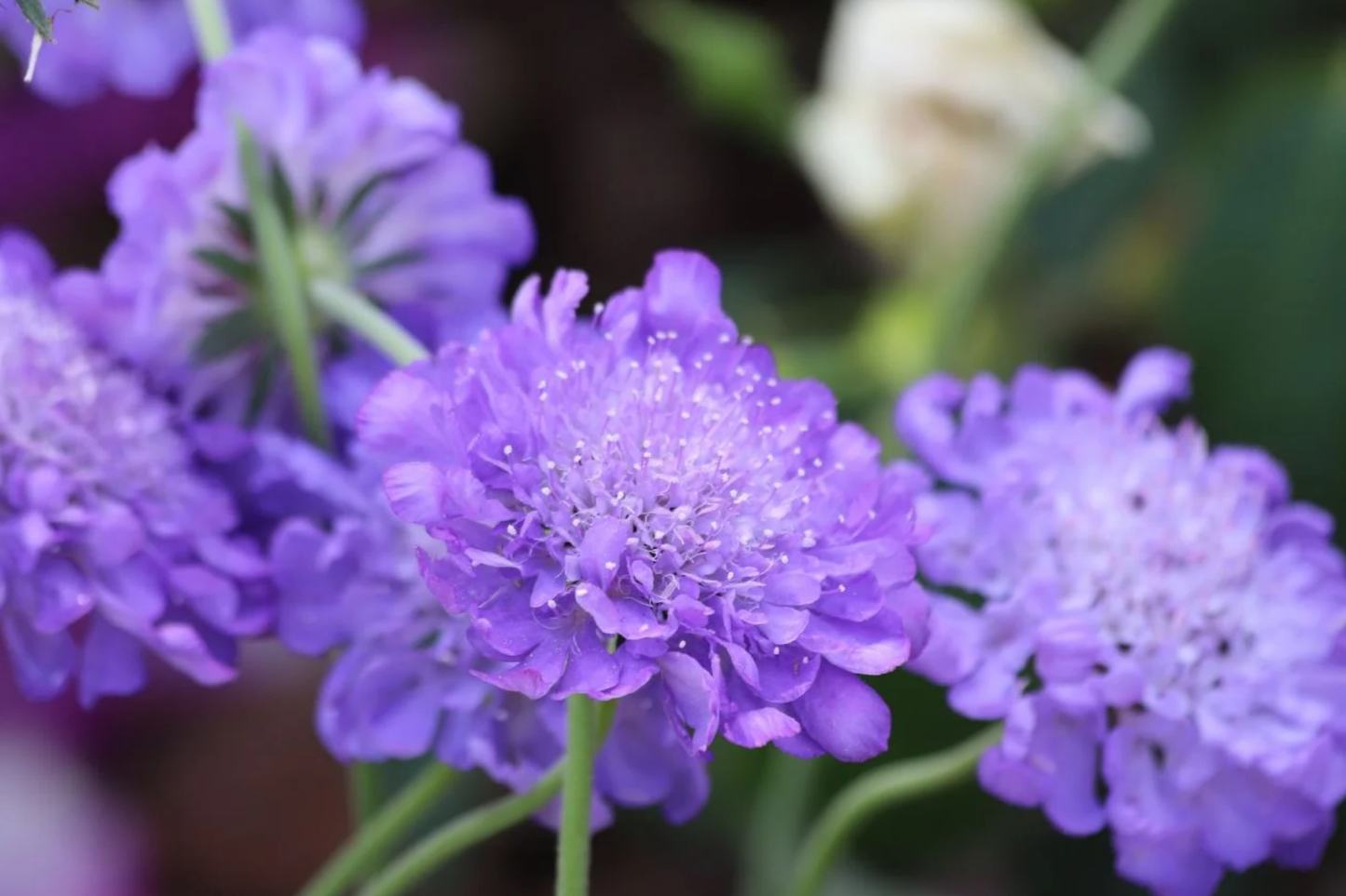 Butterfly Blue Scabiosa Seeds - 75+ Annual Flower Seeds - Scabiosa columbaria - Blue Mum Flower