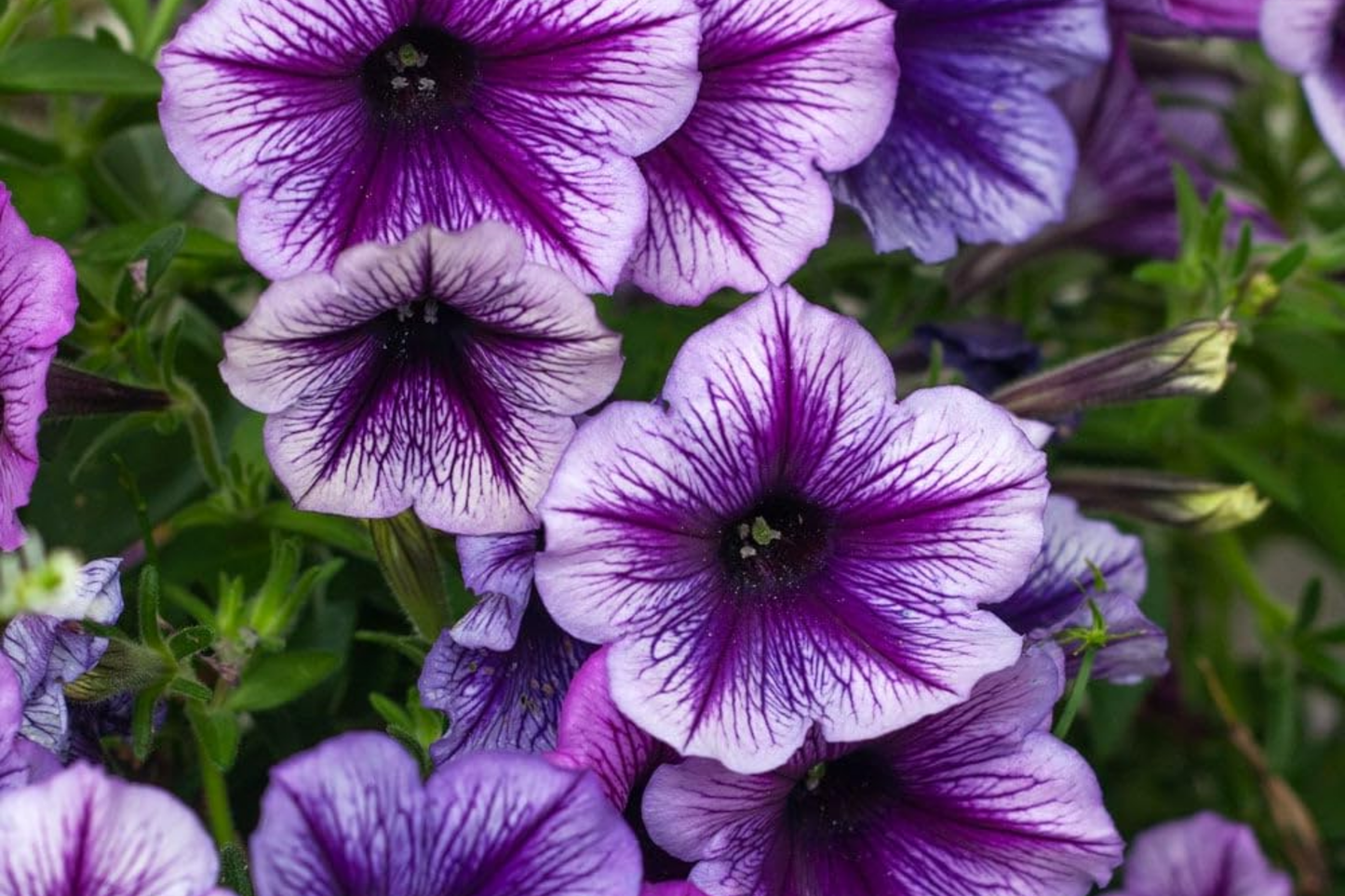 Sublime Plum Petunia Seeds - 1000+ Bulk Pack - Perennial Flower Seeds - US Seller