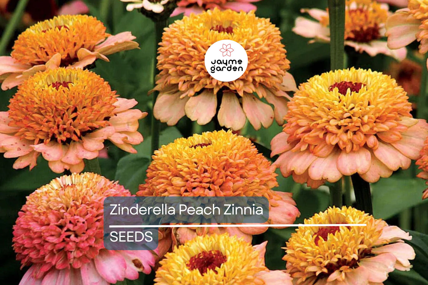 Zinderella Peach Zinnia Seeds - 100+ Double Bloom Seeds - USA Grown - - Cut Flower Garden - Butterfly Magnet - Heat Tolerant