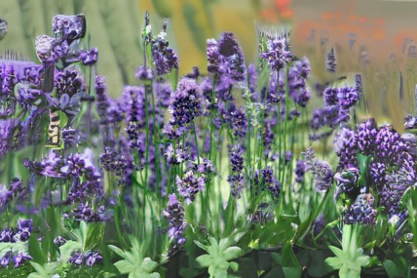 100 Vera Lavender Seeds: Fragrant Heirloom English Herb