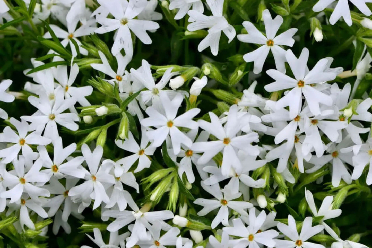 Snowflake Creeping Phlox Seeds - 100+ White Ground Cover Seeds - USA Grown - - Drought Tolerant - Butterfly Garden - Perennial