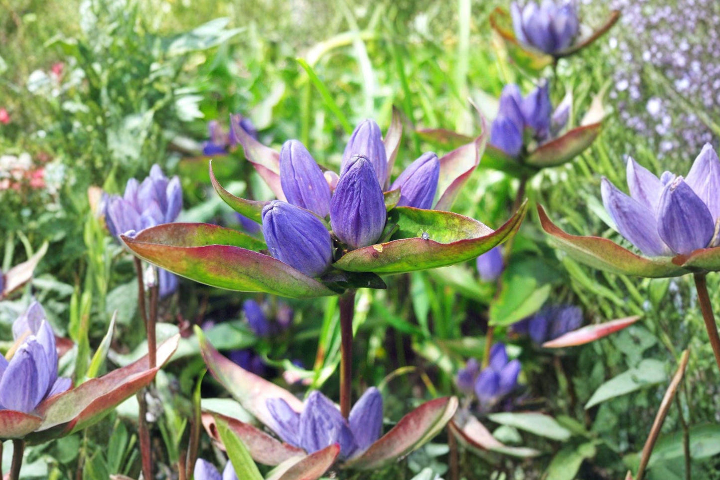100 Bottle Gentian Seeds – Gentiana andrewsii – Native Blue Wildflower – Shade Garden