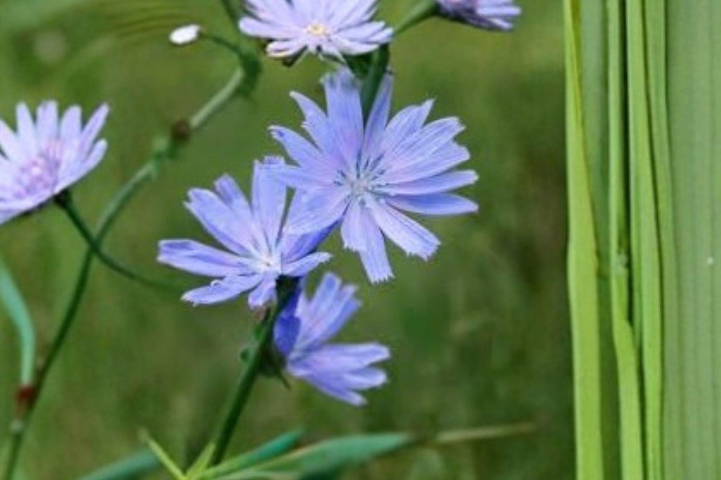 100 Blue Chicory Seeds – Cichorium intybus – Edible Herb – Pollinator Plant – Forage Flower