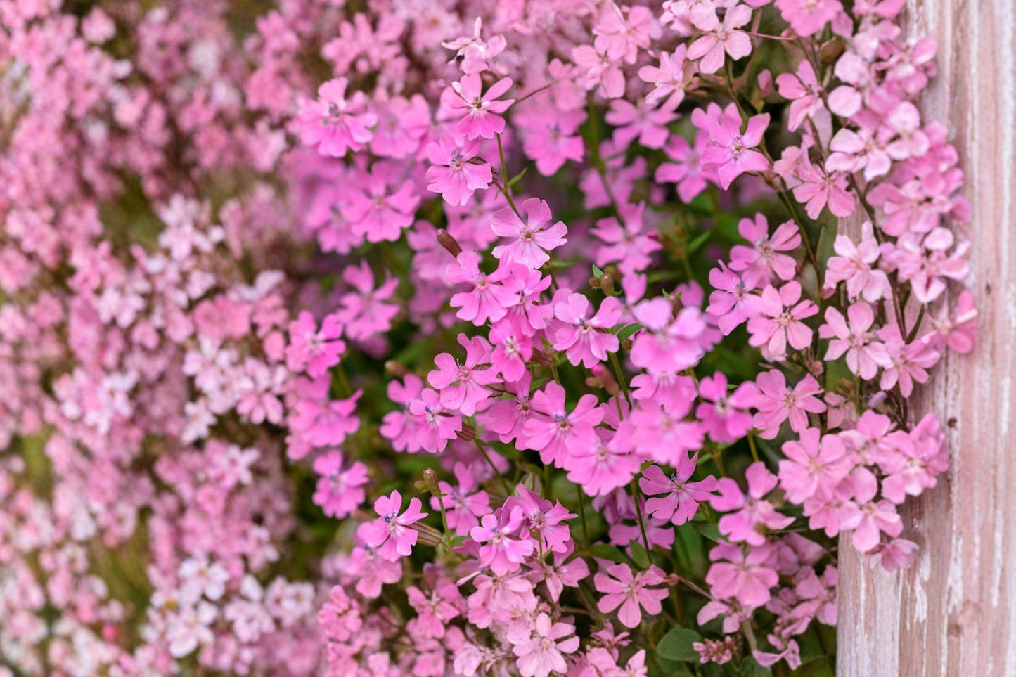 100 Nodding Catchfly Seeds – Silene pendula – Pink Annual Flower – Cottage Garden Plant