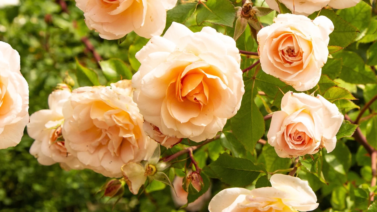 Yellow Apricot Rose Cuttings 5pcs | Live Unrooted Rose Stems for Rooting or Grafting | Fragrant Blooms | Heirloom Garden Rose
