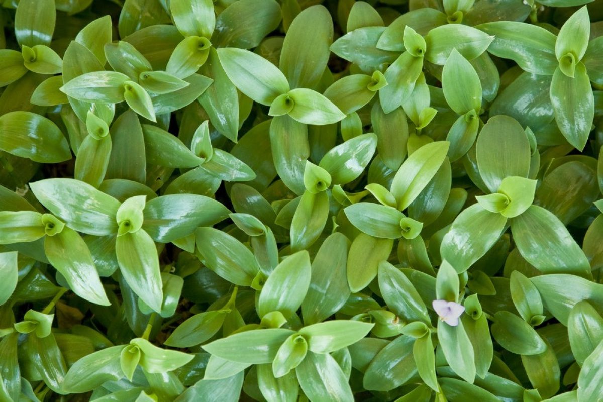 10 Tradescantia Cuttings β Green Wandering Jew Plant β Unrooted Stems for Propagation β Easy Indoor Vine β Fast Growing Houseplant