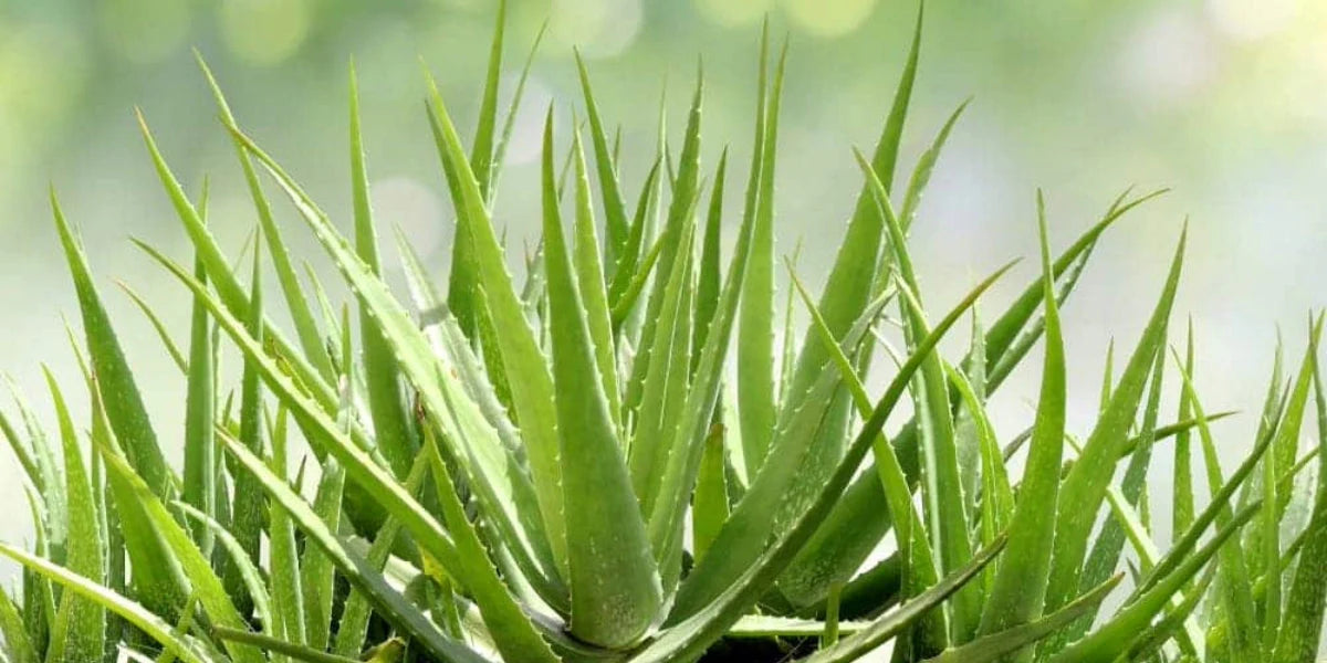Organic Aloe Vera Plant – 1 Healthy Bare Root Live Plant – Medicinal S –  Jayme Garden