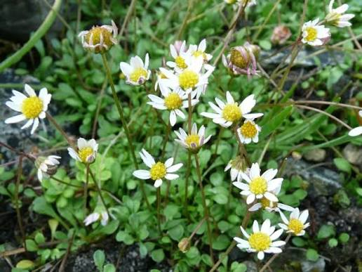Miniature Mat Daisy 1 Live Plant – 4-Inch Pot – Bellium minutum