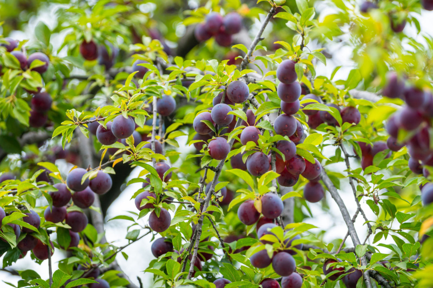 Santa Rosa Plum Tree – 1 Live Bareroot Plant up to 2ft Tall – Prunus salicina Sweet Juicy Plum, Fruit Tree for Home Orchard