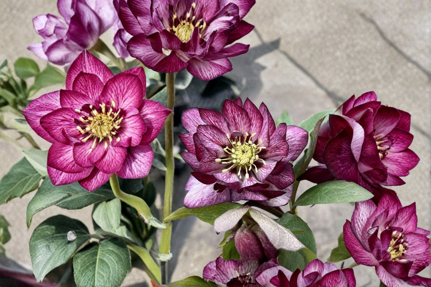 Hellebore ‘Whirlwind Romance’ (Helleborus x hybridus) – Gal Size, Healthy Root System, Intact Foliage, Lenten Rose Perennial