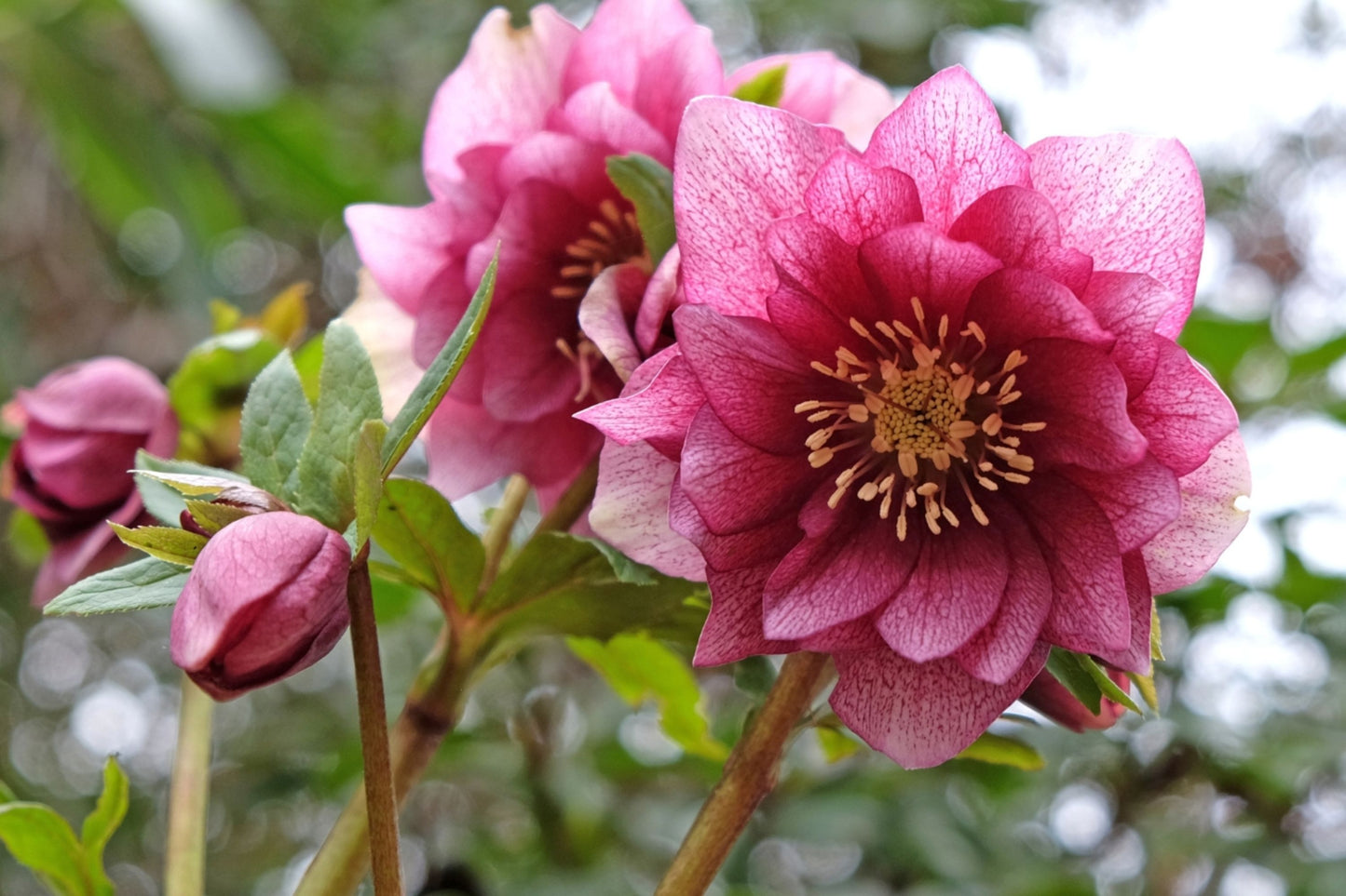 Hellebore ‘Maid of Honor’ (Helleborus x hybridus) – Gal Size, Viable Root System, Untrimmed Foliage, Lenten Rose Perennial