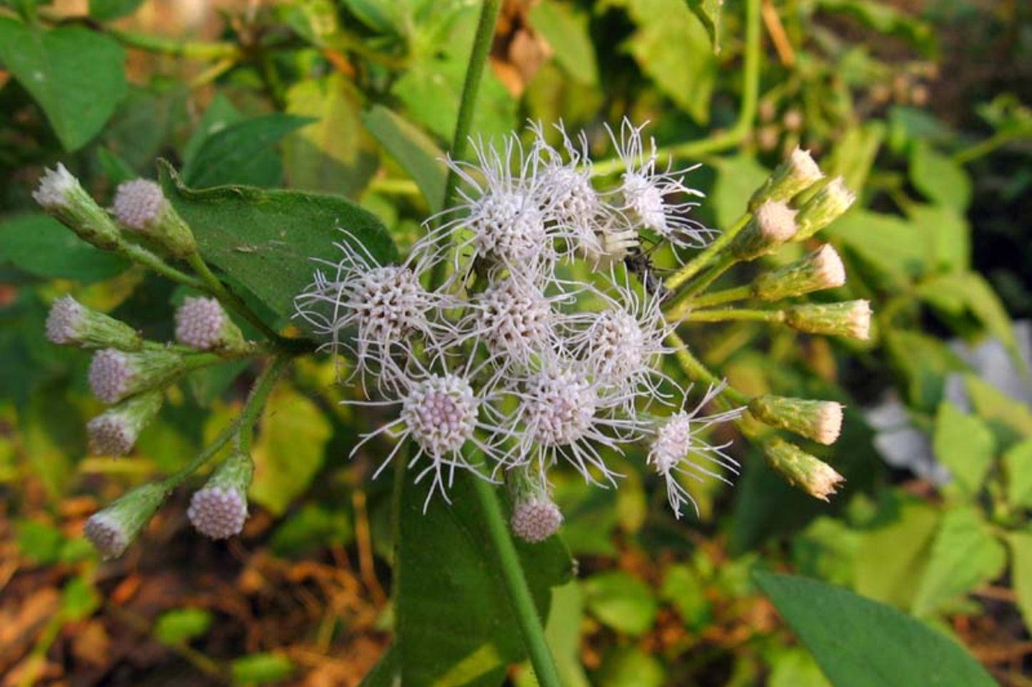 Jack The Bush (Chromolaena odorata) – 15 Fresh Cuttings, 5-Inch Stems – Medicinal Herb, Natural Healing Plant, No Soil or Roots