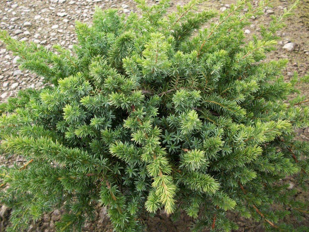 Blue Pacific Shore Juniper 1 Live Groundcover Shrub, 3 Gallon Pot, 15 Inches Tall – Juniperus conferta ‘Blue Pacific’