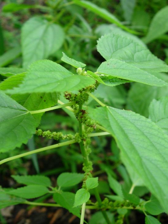Boehmeria cylindrica Seeds β Smallspike False Nettle | Native Wetland Plant | Wildlife Habitat | 100 Seeds